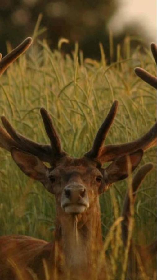 L'Hotie De Broceliande, Au Coeur Des Sites Naturels Et Legendaires Paimpont Exteriör bild