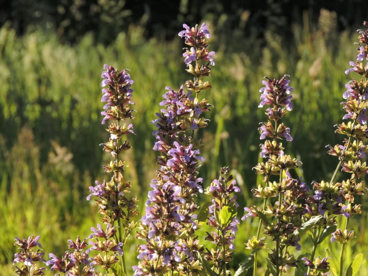 L'Hotie De Broceliande, Au Coeur Des Sites Naturels Et Legendaires Paimpont Exteriör bild