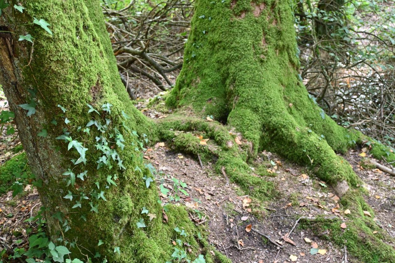 L'Hotie De Broceliande, Au Coeur Des Sites Naturels Et Legendaires Paimpont Exteriör bild