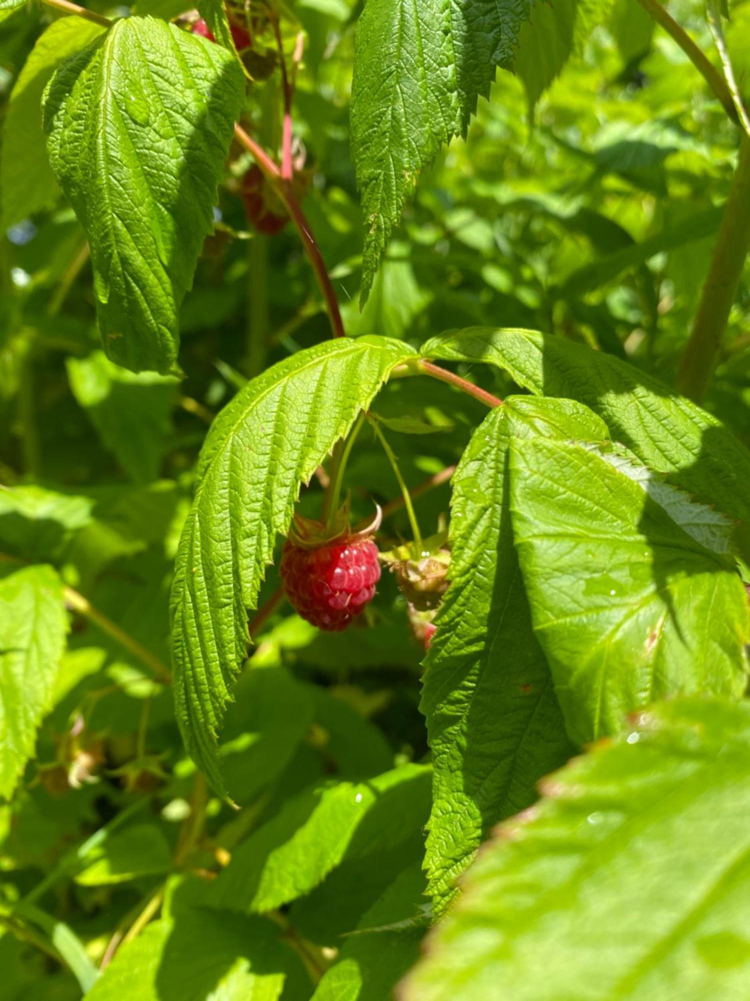 L'Hotie De Broceliande, Au Coeur Des Sites Naturels Et Legendaires Paimpont Exteriör bild