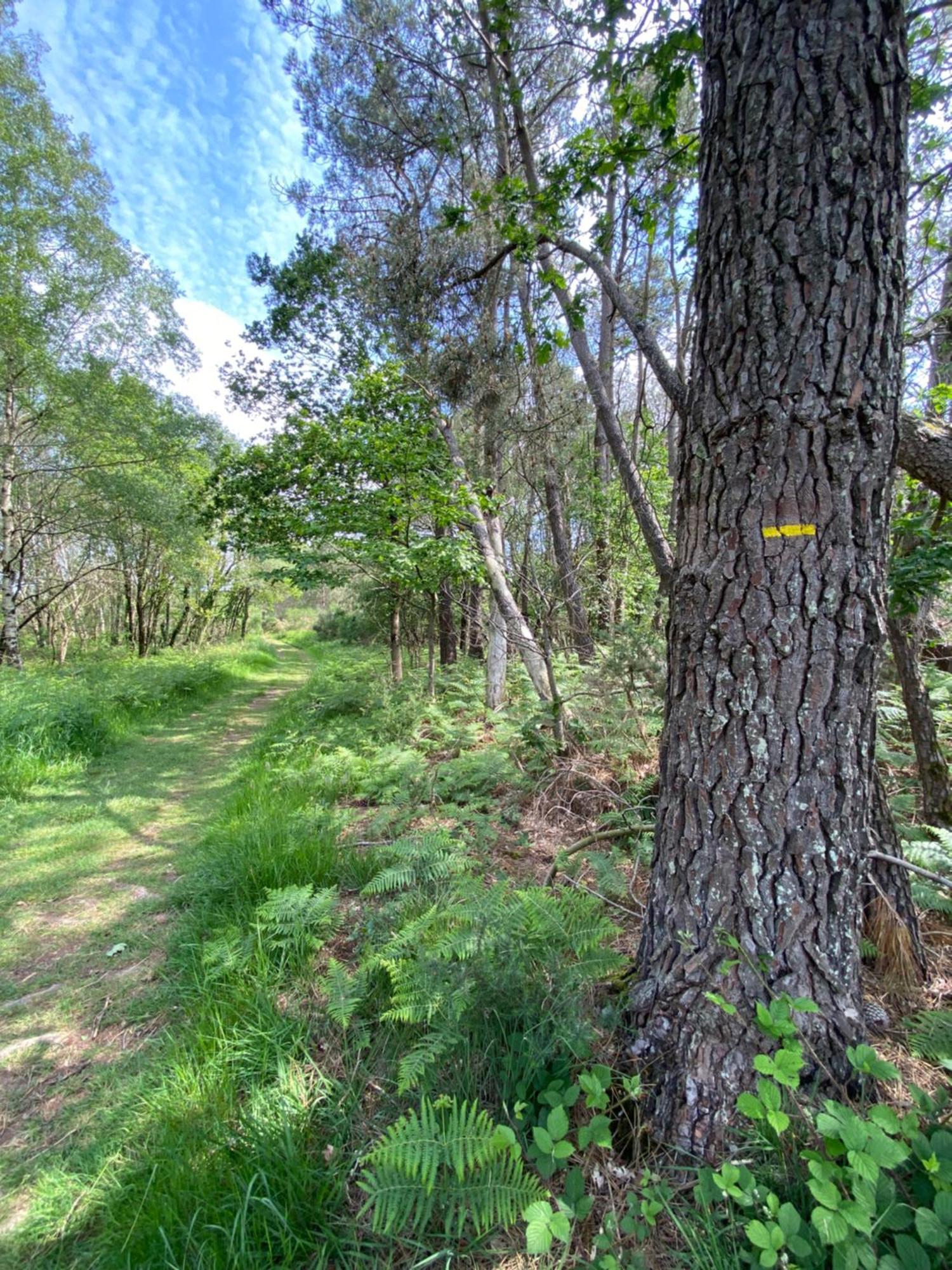 L'Hotie De Broceliande, Au Coeur Des Sites Naturels Et Legendaires Paimpont Exteriör bild