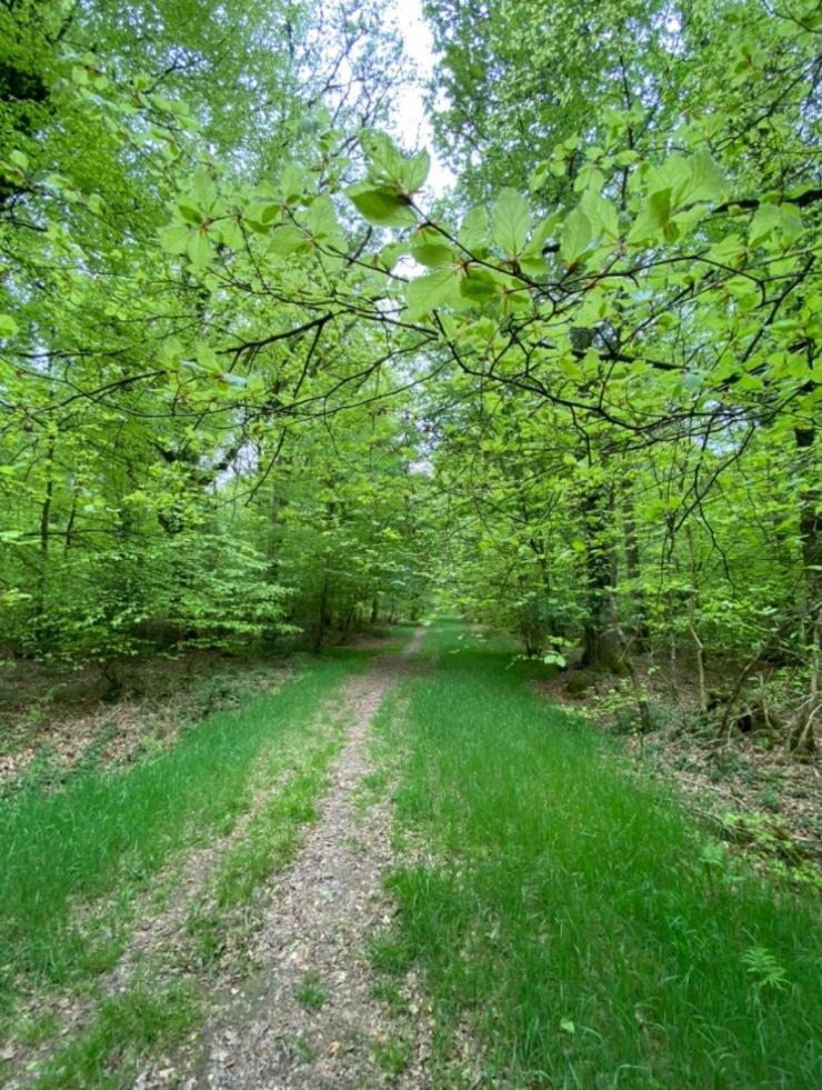 L'Hotie De Broceliande, Au Coeur Des Sites Naturels Et Legendaires Paimpont Exteriör bild